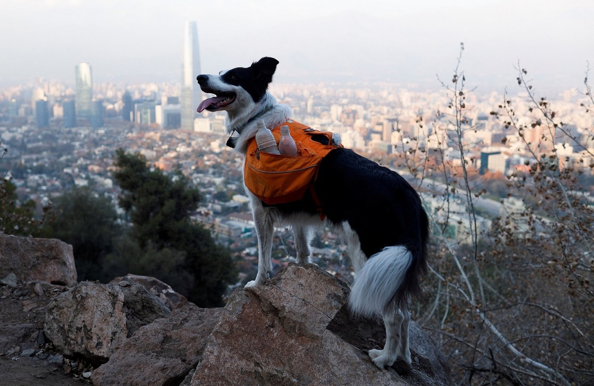 Sam, el superhéroe de cuatro patas de Chile (Especial)