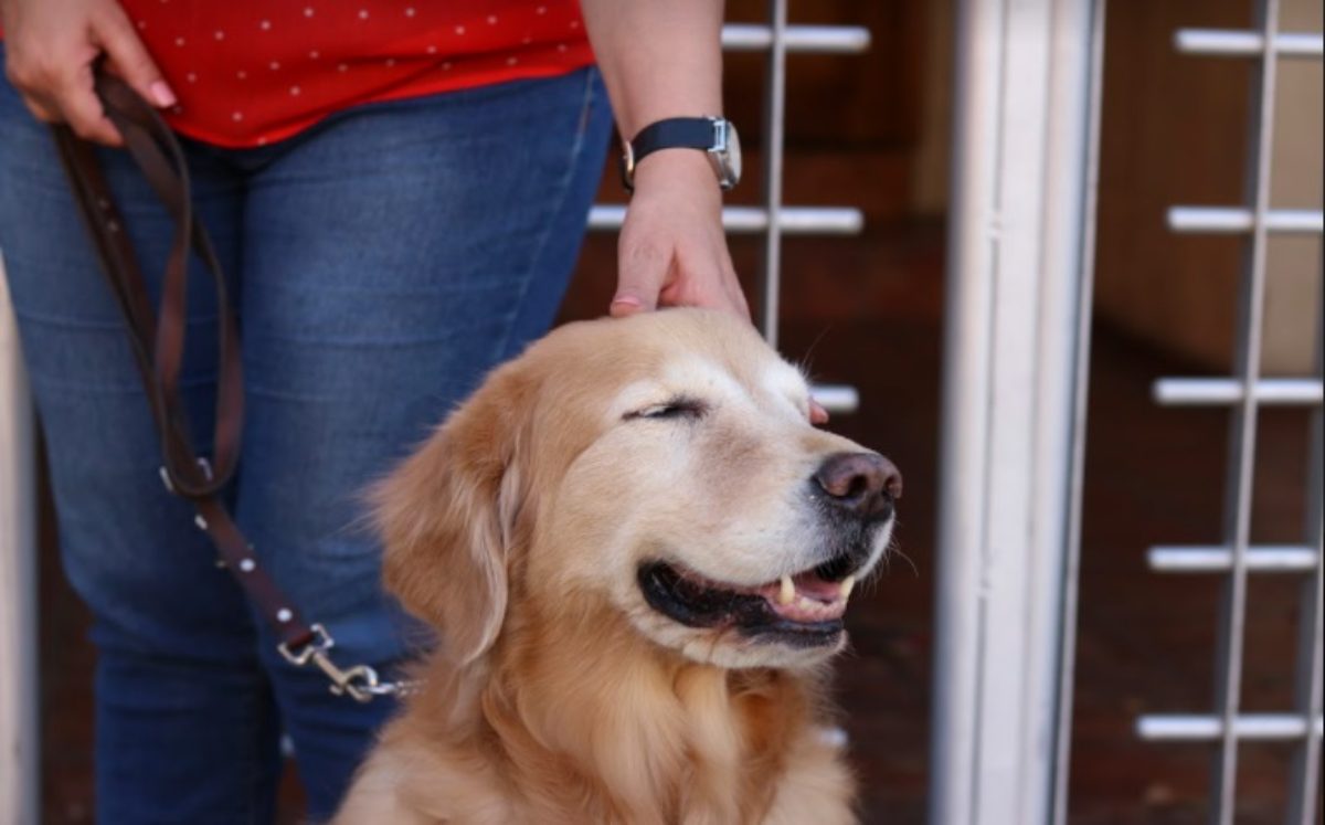 Uso de perros guía | Especial