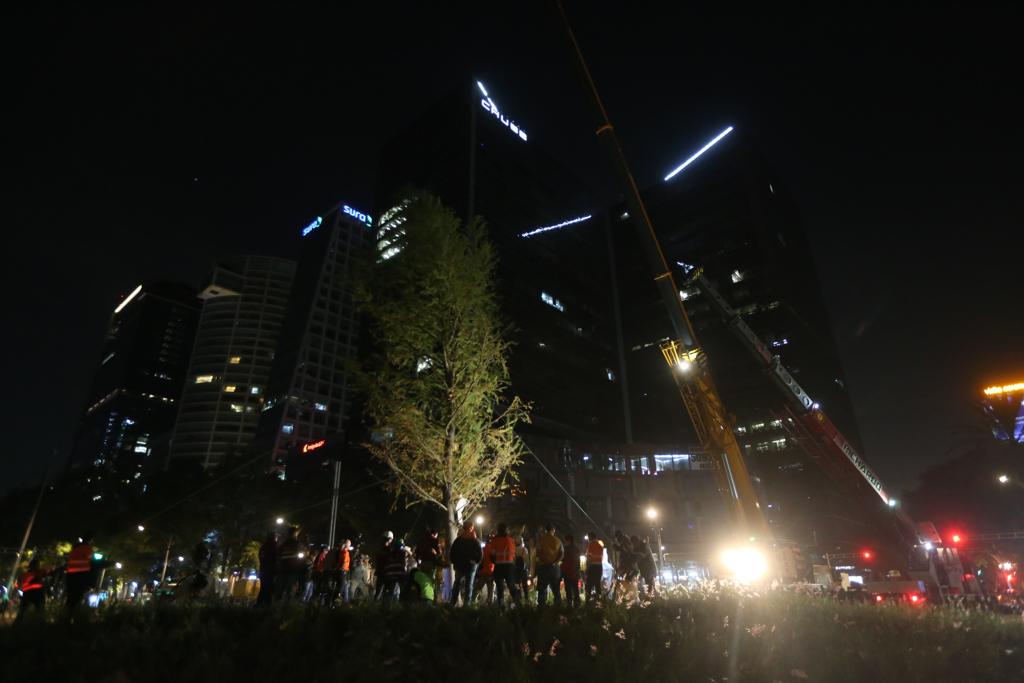 Llega el Ahuehuete a la glorieta de la Palma en Reforma |Jorge Carballo