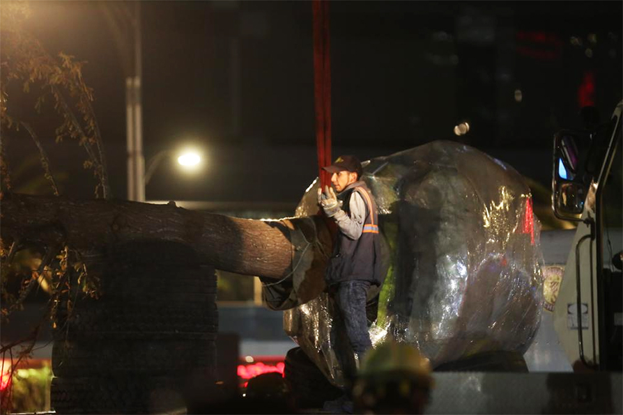 Durante la noche del sábado fue colocado un ahuehuete en la ex glorieta de la Palma en Reforma. |Jorge Carballo