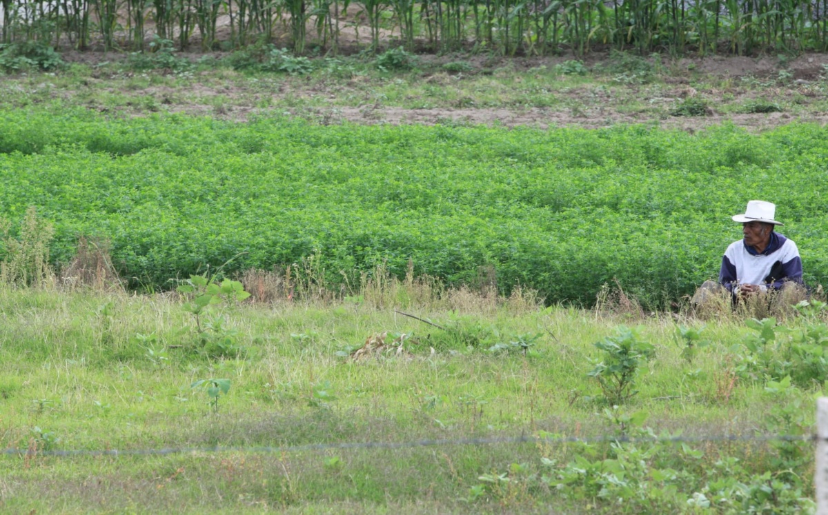 Trabajo agrícola |  Andrés Lobato