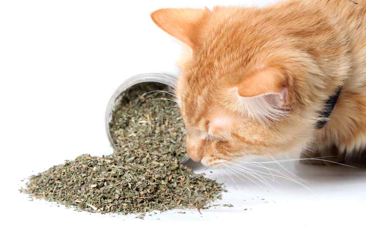 gatos catnip