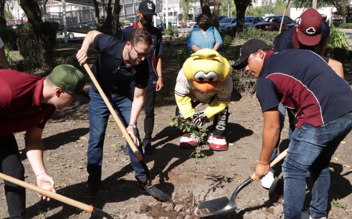 Algodoneros plantan árboles a las afueras del estadio Revolución. (Mauricio Román)