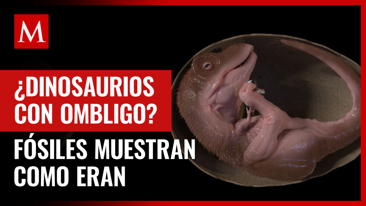 Estudio revela cómo era el ombligo de los dinosaurios