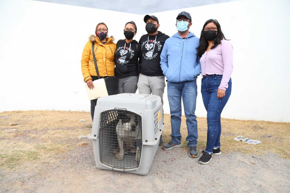Después de dos meses "Batman" el Pitbull de avanzada edad es adoptado y liberado del centro de control canino (Jorge Sánchez)