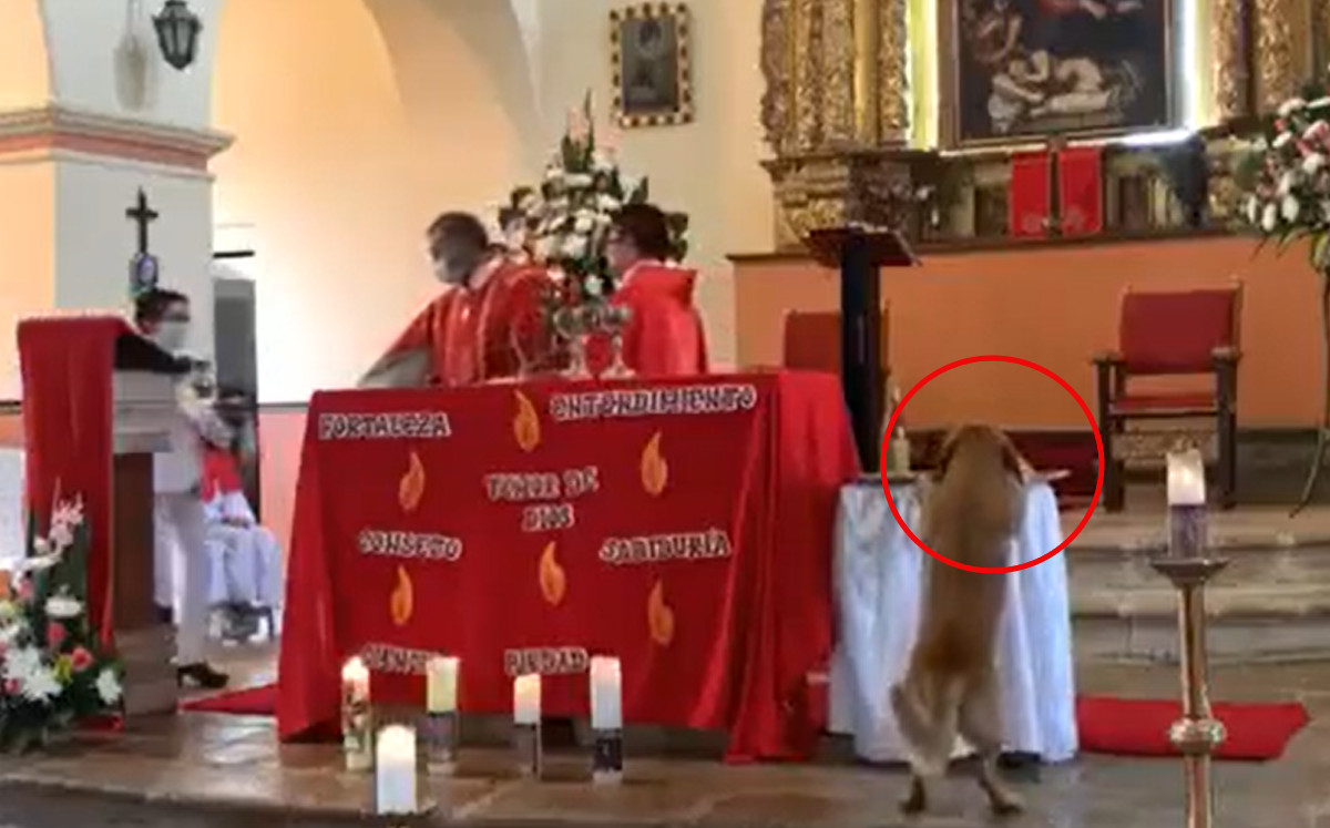 Perrito se hace viral por robarse un pan sagrado de Iglesia en plena misa | ESPECIAL