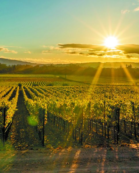 Baja California produce 80% del vino en México. SHUTTERSTOCK