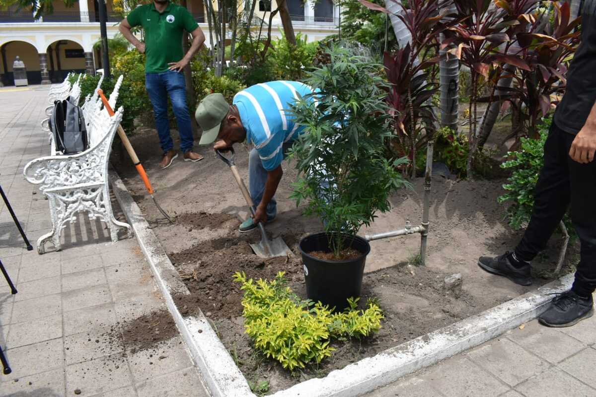 La planta fue sembrada en una jardinera. (Arnoldo Delgadillo)