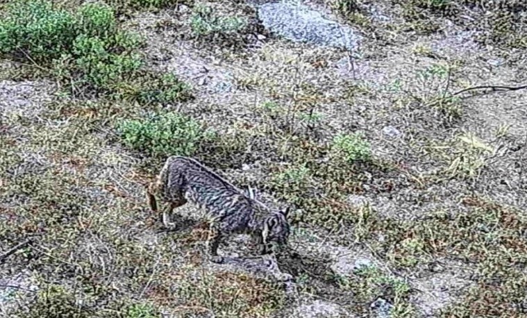 Lince americano en CdMx