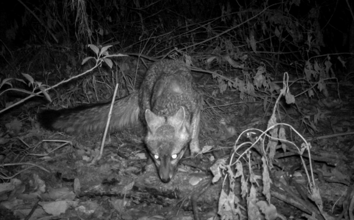 Se han visto ejemplares del zorro gris en varias zonas de la CdMx. | Especial
