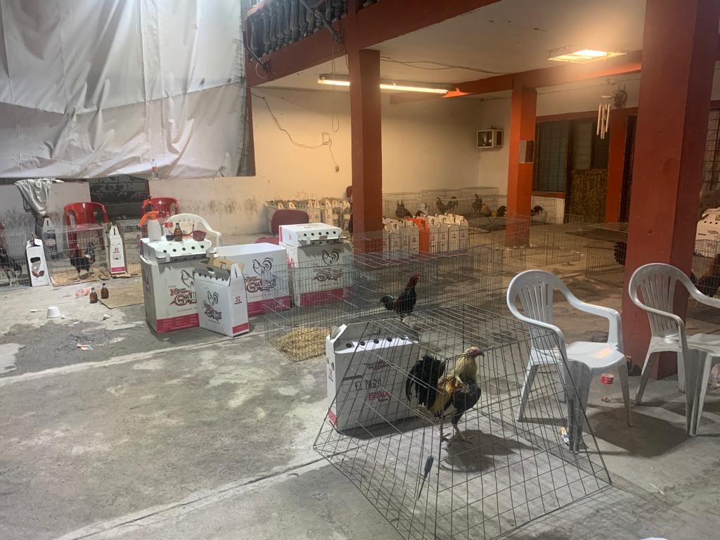 Clausuran palenque clandestino en Escobedo