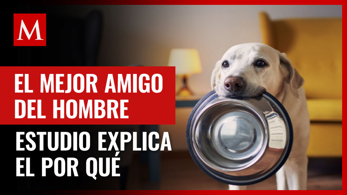 La genética da pistas de cómo el perro se convirtió en el mejor amigo