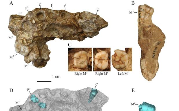 Homo Erectus