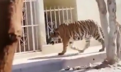 El tigre deambulaba por las calles de Nayarit | especial