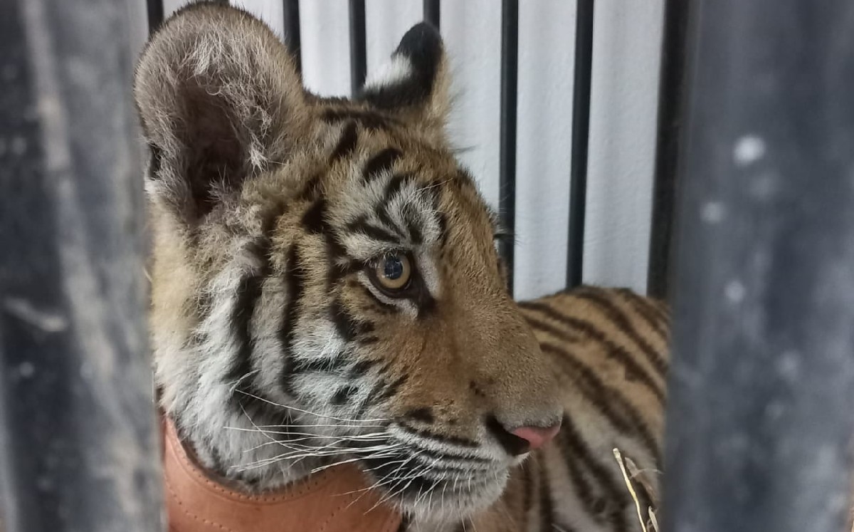 El felino fue identificado como un ejemplar macho de la especie 'Panthera tigris'. (Especial)