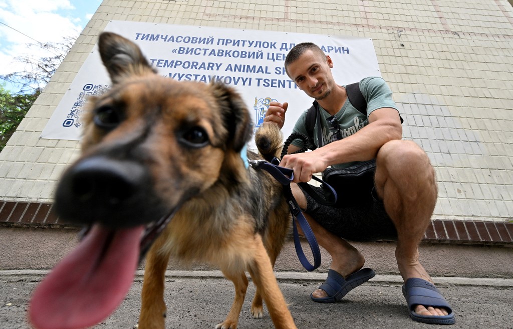 Muchos perros y gatos han quedado sin hogar tras la guerra en Ucrania. (AFP)