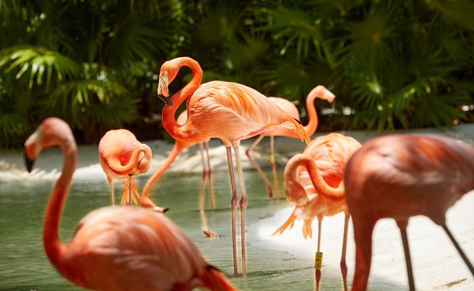 https://cdn.milenio.com/uploads/media/2022/06/16/programas-cuidado-flora-fauna-ahorro-1.jpg