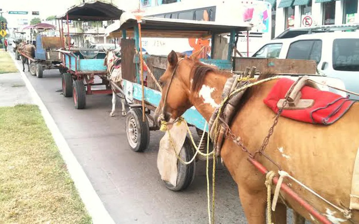 Se resisten carretoneros a usar motos por caballos en Ciudad Madero