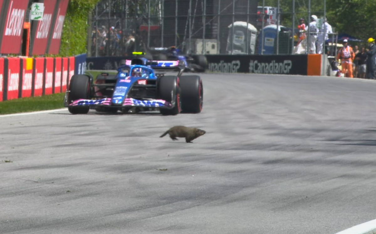 Marmota en la pista del GP de Canadá (@F1)