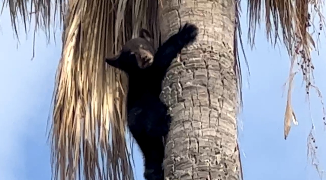 El oso bebé subió a la palmera y está a más de 10 metros de altura.