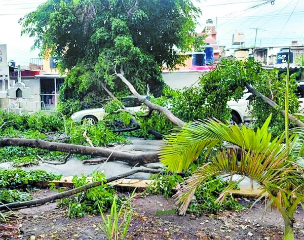 El huracán causó la caída de árboles en la ciudad nayarita. Especial