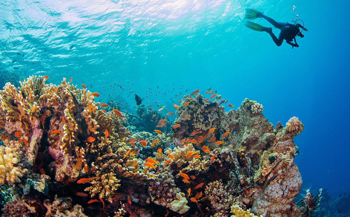 Tamaulipas cuenta con el primer arrecife natural descubierto.