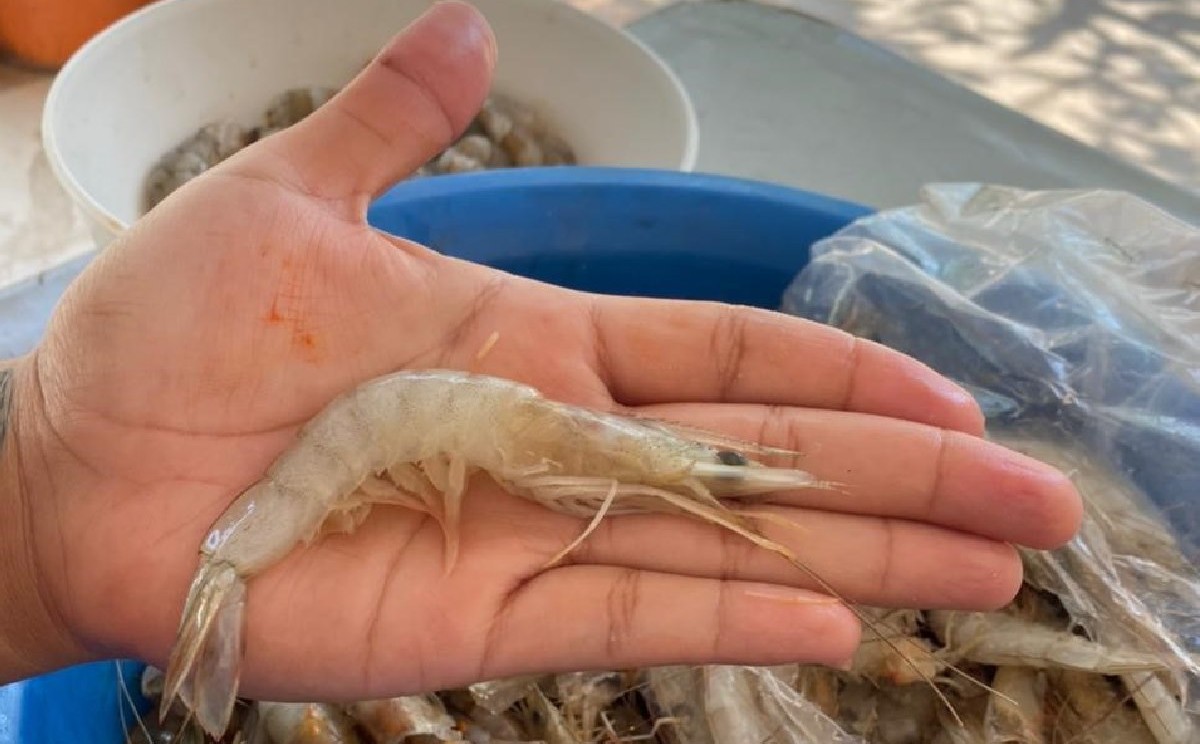 La iniciativa privada invirtió en granjas de camarón en lagunas de Tamaulipas.