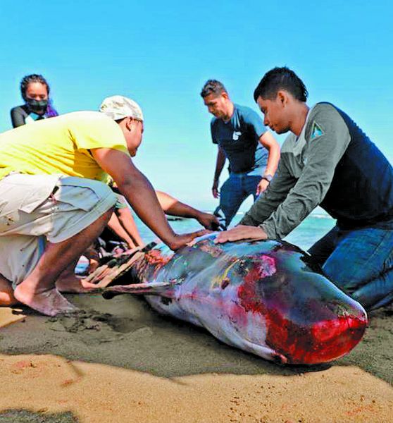 La orca que murió en playa de Chachalacas. Isabel Zamudio