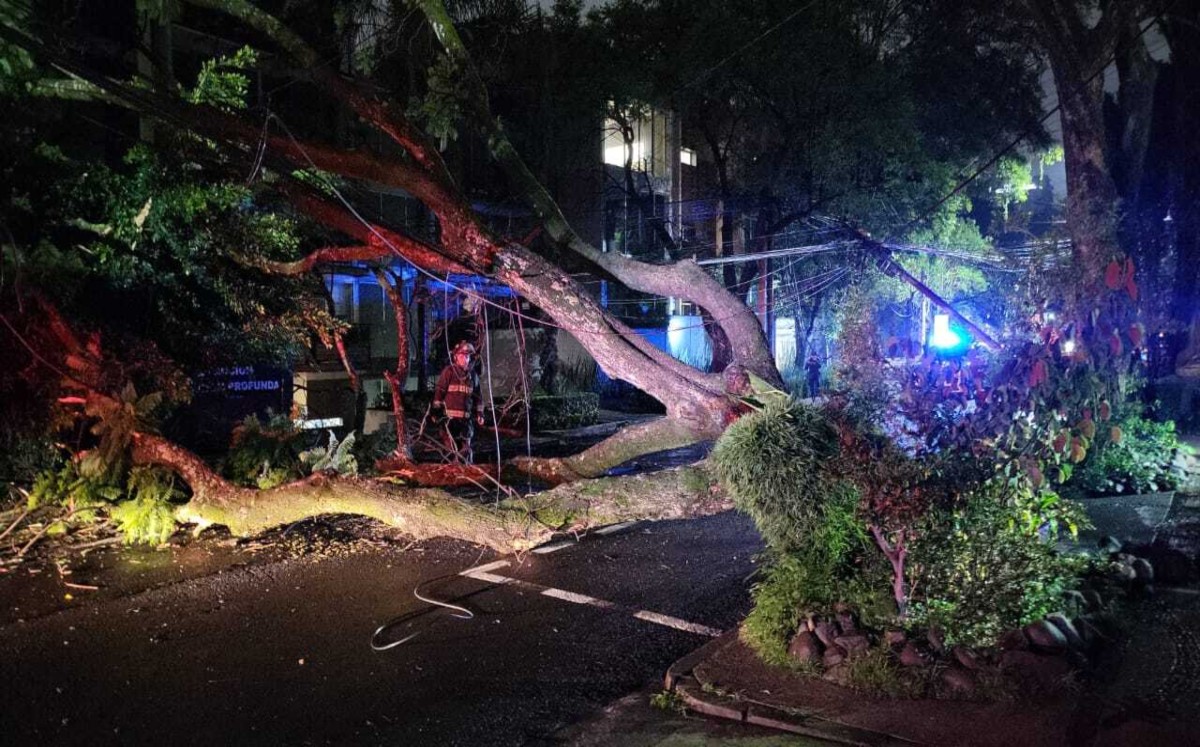Árbol cayó debido a las intensas lluvias registradas.| Ramón Ramírez