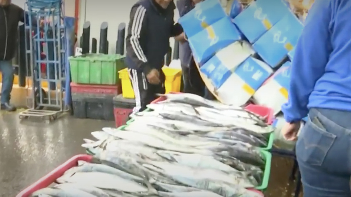 Comerciantes del mercado de la Nueva Viga ofrecen pesca ilegal