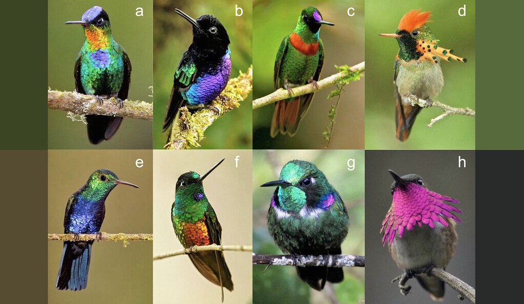 colibrí