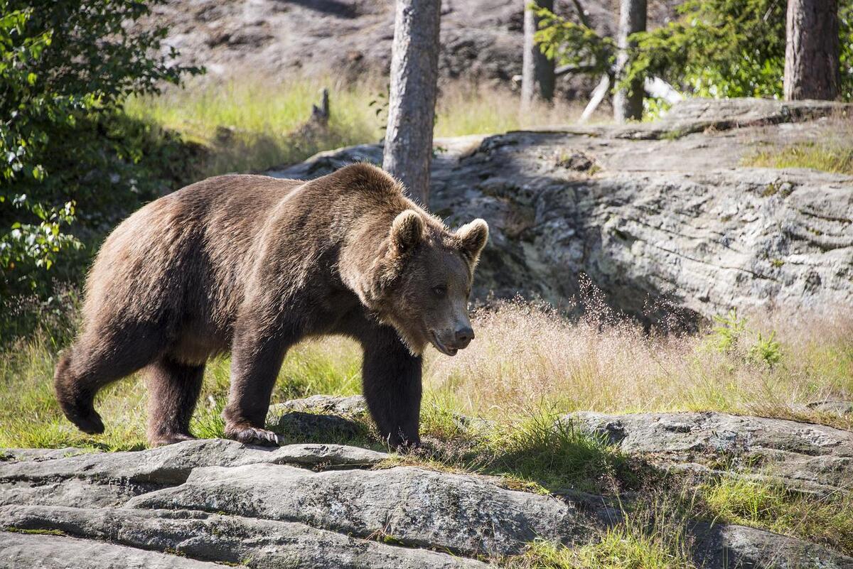 El hombre había disparado al oso pardo. | Foto de frank3143 en Pixabay
