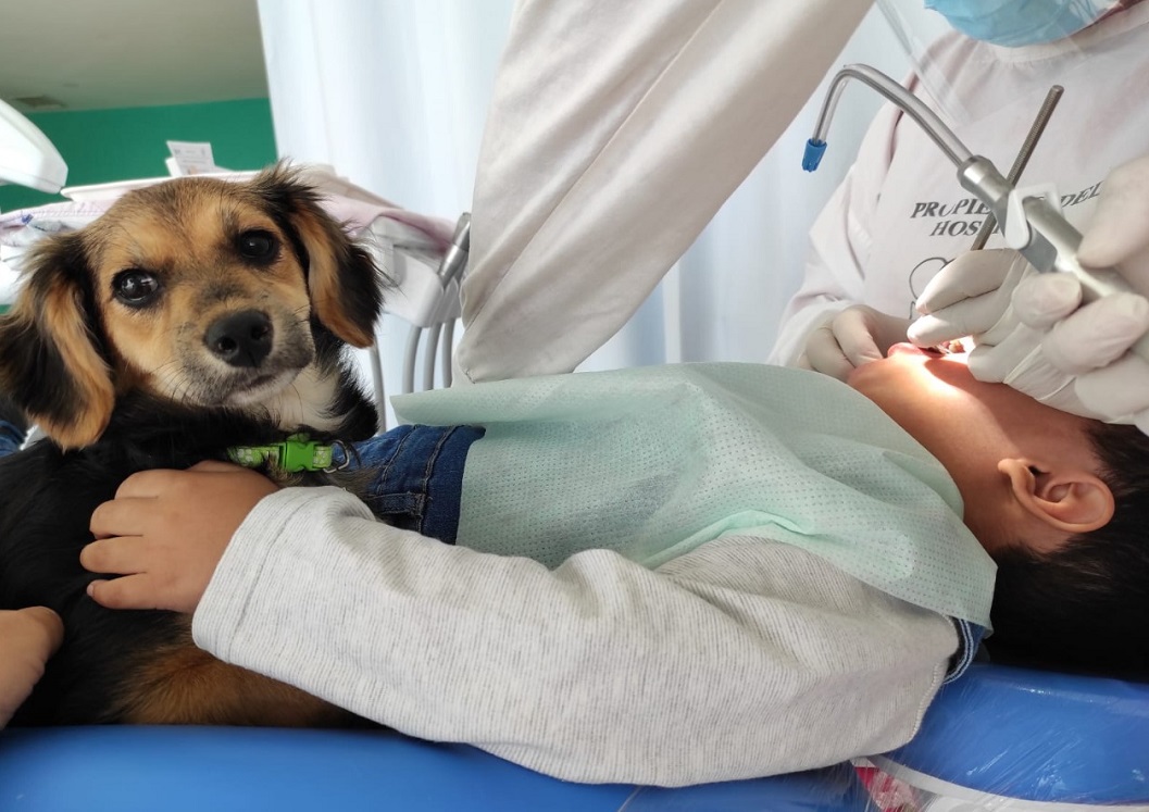 Iniciará con tres técnicos y cuatro perros para trabajar en el área prequirúrgicos con niños de dos a cinco años y en salas de espera. (Fotos: Purina)