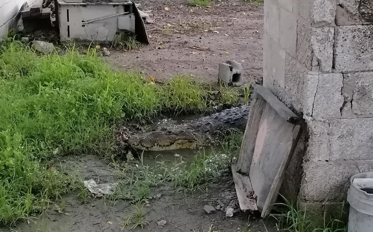 Cocodrilo ingresa a vivienda en Pánuco, Veracruz. (Jaime Maya)