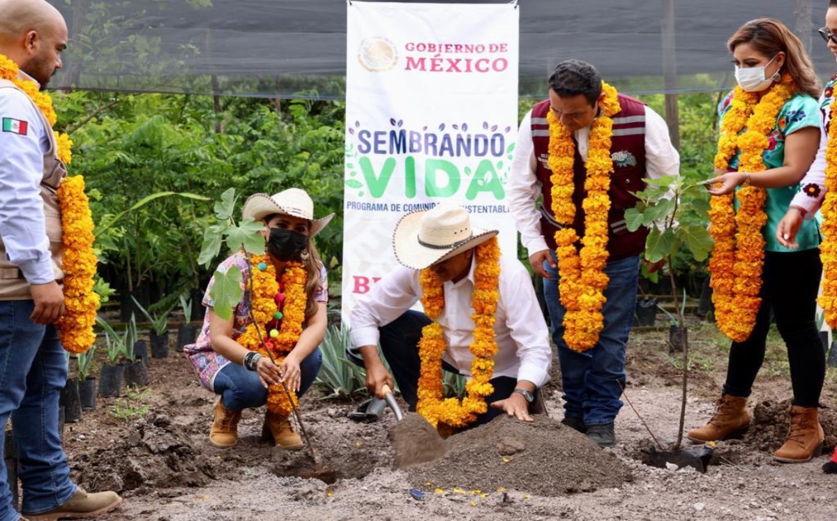 Evelyn Salgado dio inicio a la Tercera Jornada Nacional de Siembra: "Sembrando Vida, Cosechando Futuro". (Especial)