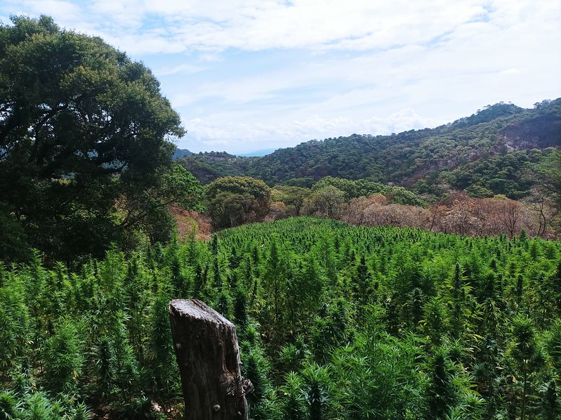 Detectan tres plantíos de mariguana en Chiquilistlán (Cortesía)