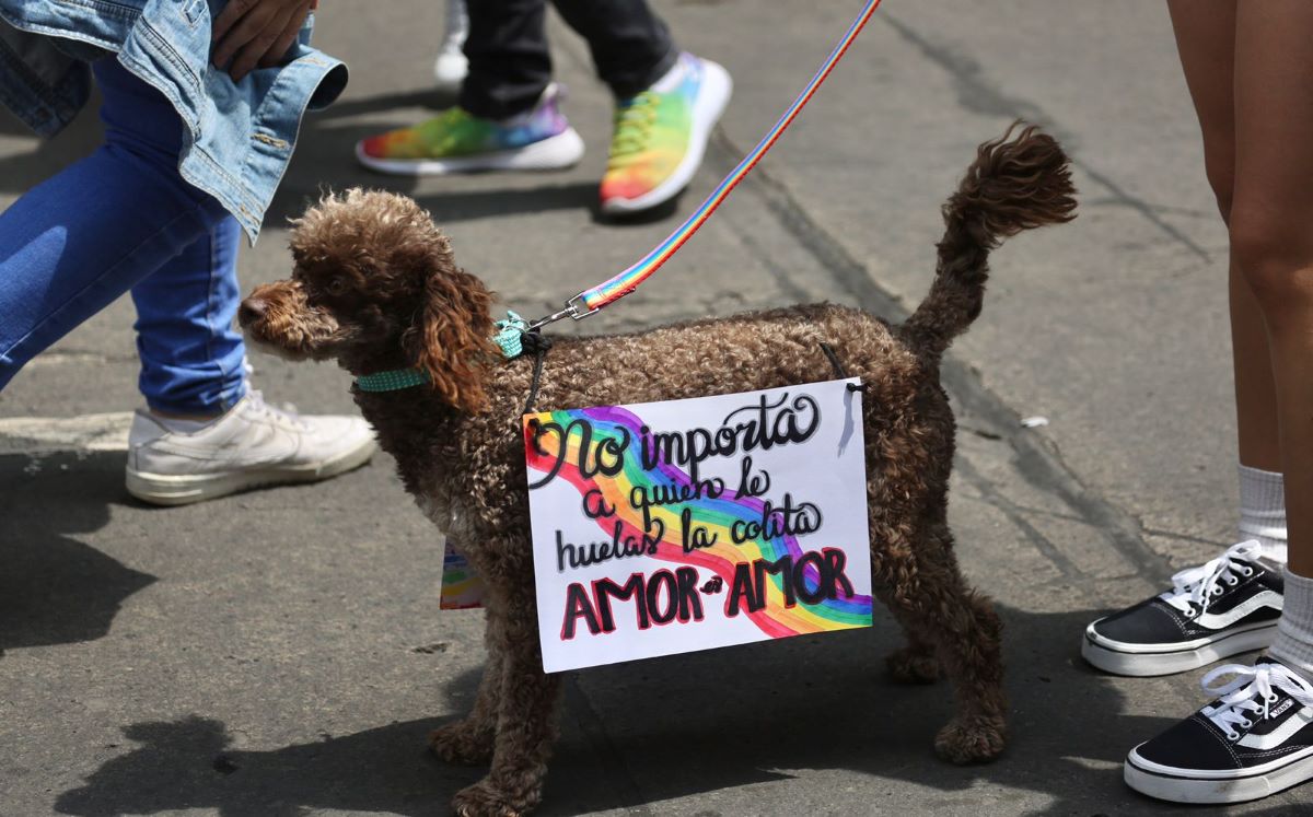 Perrito durante la  Marcha LGBT+ 2022 en CDMX | Ariel Ojeda