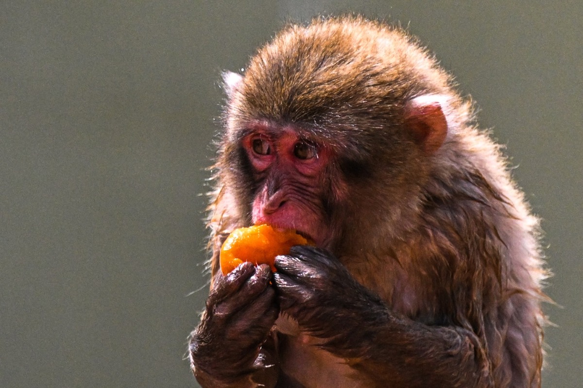 Animales del zoo de Roma con helados de fruta fresca | AFP
