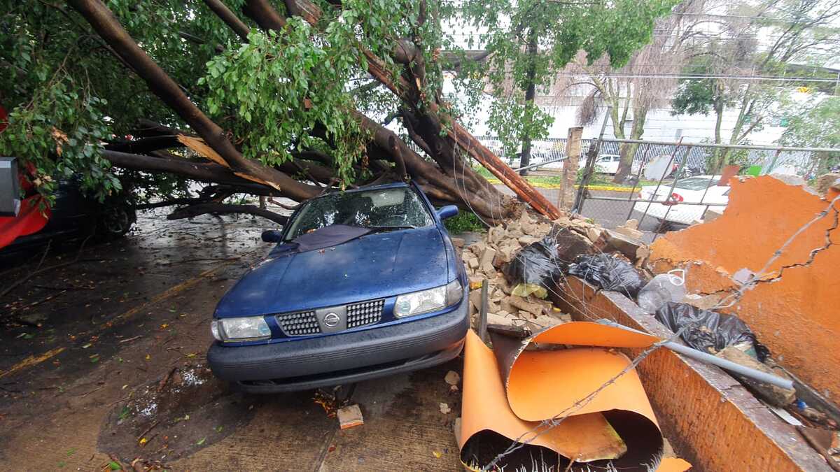 Árbol caído en colonia Jardines Alcalde de Guadalajara (Juan Carlos Munguía)