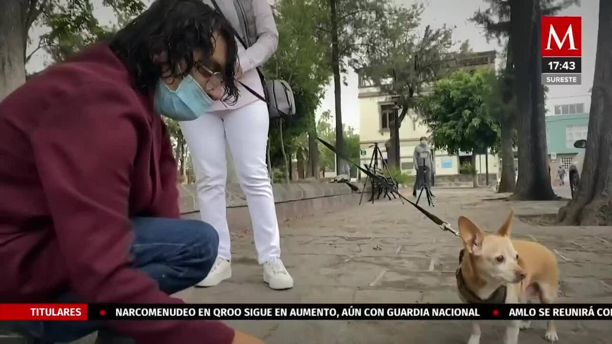 Pierde su trabajo y se convierte en taxista de mascotas