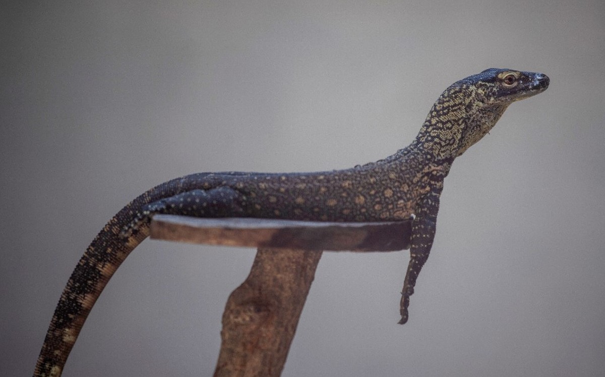Zoológico de Indonesia cría decenas de dragones de Komodo (AFP).