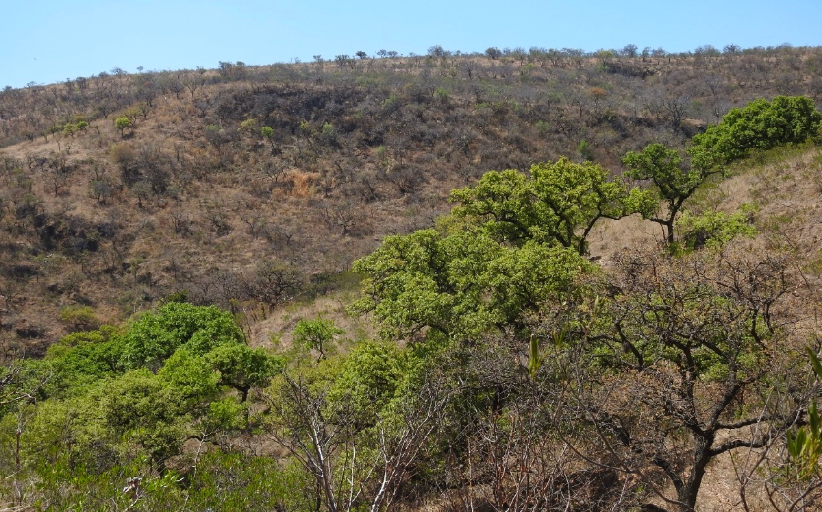 Los activists demandaron que la construcción de la granta en los bosques es ilegal. | Especial