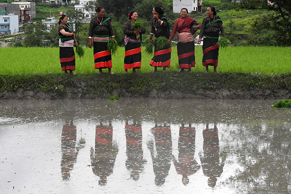 Los agricultores celebran el Festival del Día Nacional del Arroz el 'Asar 15' del calendario nepalí. |AFP