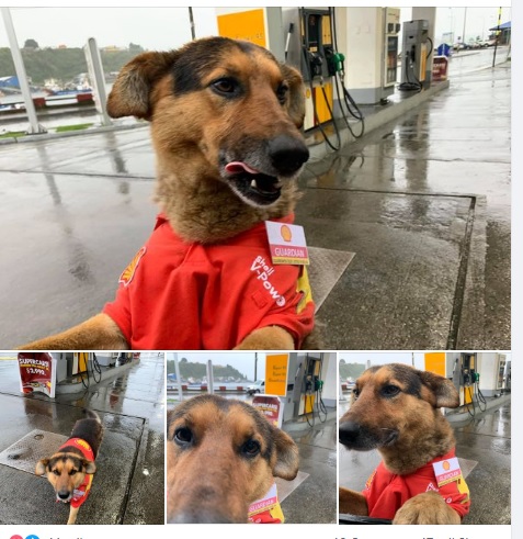 guardián perrito