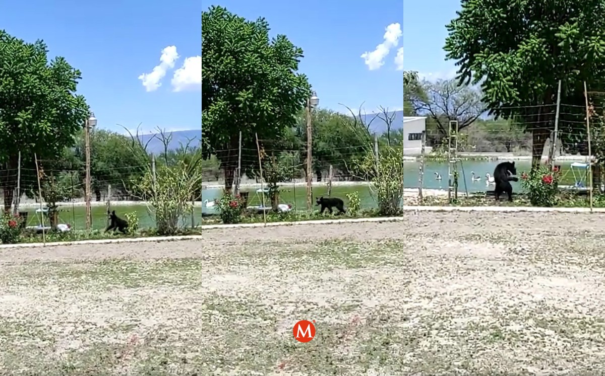 Captan a oso en área poblada de Tamaulipas. (Protección Civil de Jaumave)