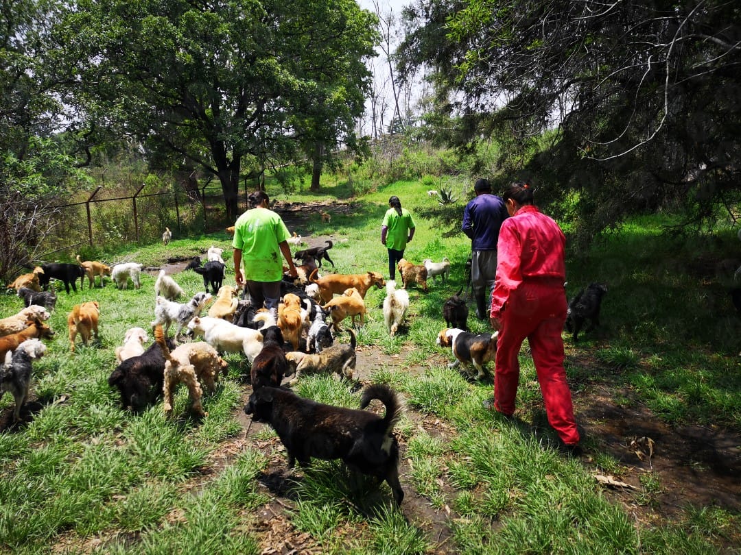 Desmienten maltrato animal y hacinamiento en el Refugio Franciscano. (Jorge Becerril)
