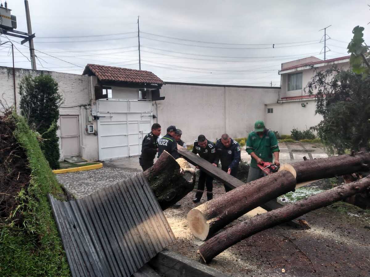 "Se registra la caída de dos árboles tras fuerte granizada en el Valle de Toluca" | Especial.