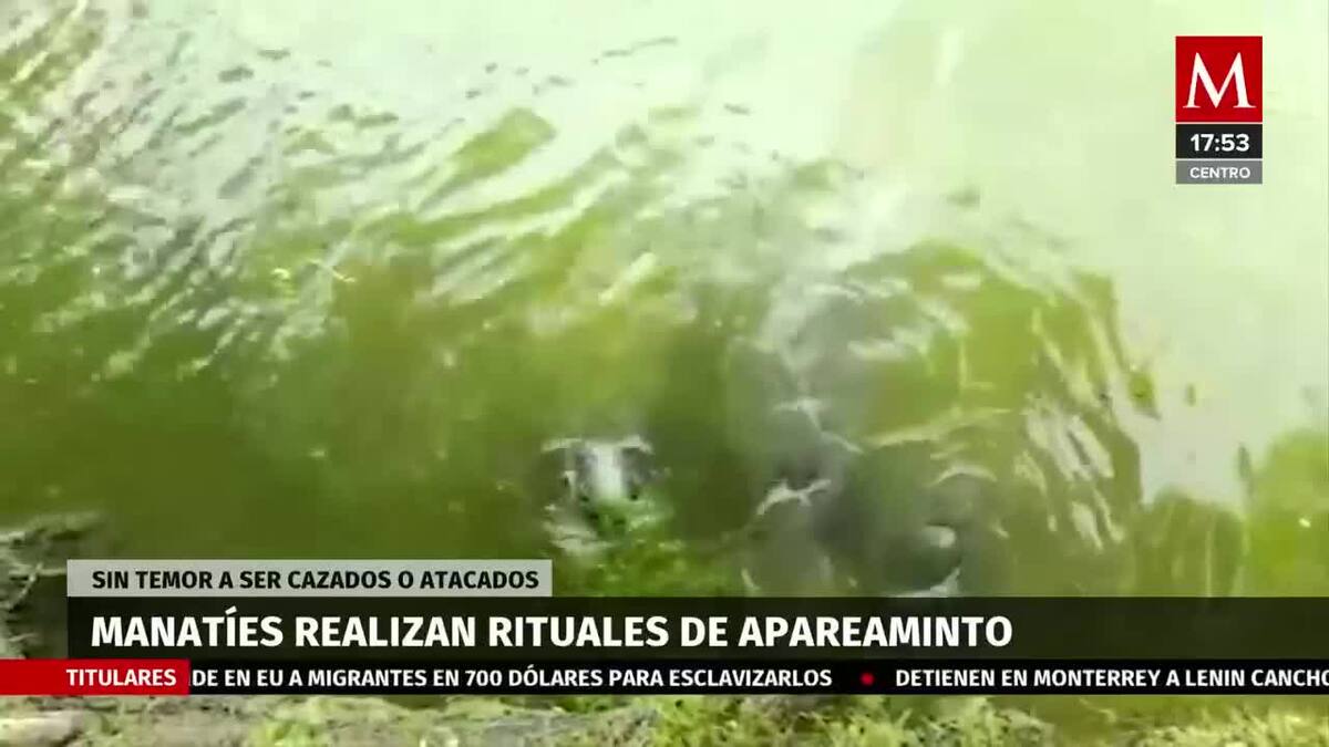 Resguardan manatíes en Río Chico, Tabasco