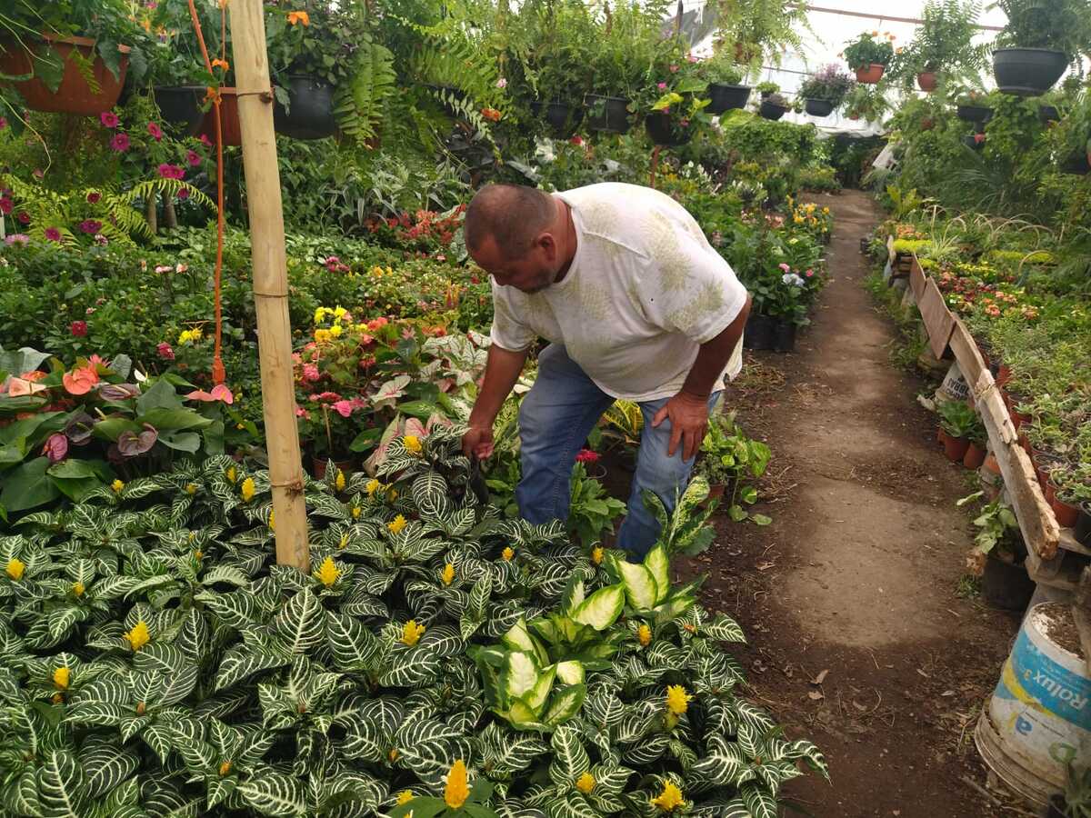 En La Laguna hay varios viveros, donde dan asesoría sobre el cuidado de la vegetación.