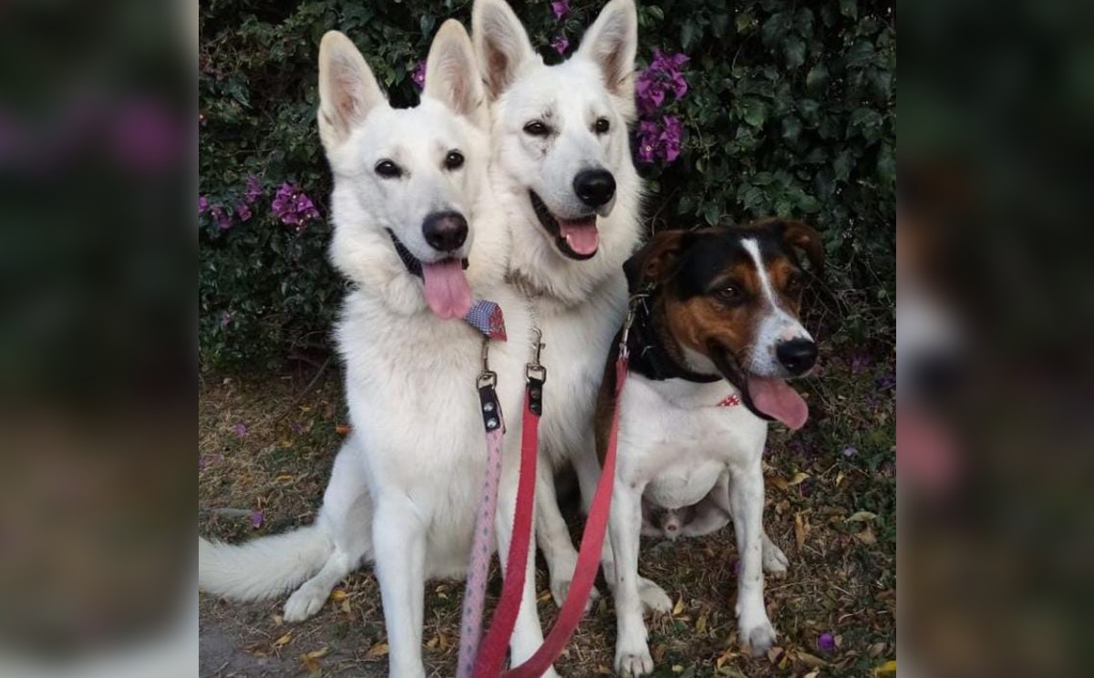 "Escuela Mi perro educado" | Foto: Instagram Mi perro educado oficial.